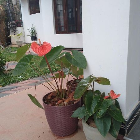 Holly House Homestay Ella Zewnętrze zdjęcie