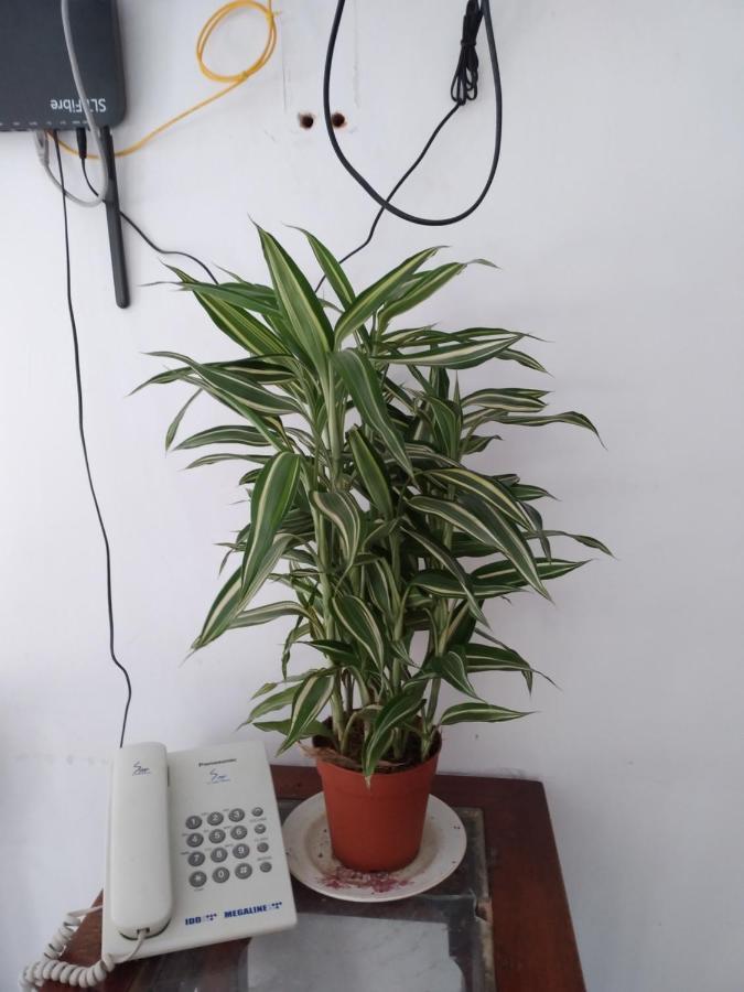 Holly House Homestay Ella Zewnętrze zdjęcie